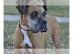 Boxer DOG FOR ADOPTION RGADN-1339439 - Dolly - Boxer (short coat) Dog For