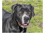 Boxador DOG FOR ADOPTION RGADN-1339441 - Bruce - Boxer / Labrador Retriever /