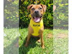 Boxer Mix DOG FOR ADOPTION RGADN-1339442 - Oscar - Boxer / Mixed Dog For