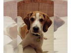 Treeing Walker Coonhound Mix DOG FOR ADOPTION RGADN-1339445 - Bronson - Treeing