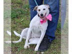 Whippet Mix DOG FOR ADOPTION RGADN-1339449 - Pinky - Australian Cattle Dog/Blue