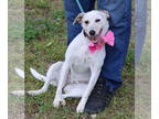 Whippet Mix DOG FOR ADOPTION RGADN-1339453 - Pinky - Australian Cattle Dog/Blue