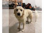 Golden Pyrenees DOG FOR ADOPTION RGADN-1339458 - Bliss - Great Pyrenees / Golden