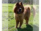 Chow Chow DOG FOR ADOPTION RGADN-1339459 - Mochi - Chow Chow (long coat) Dog For