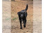 Chow Chow-Labrador Retriever Mix DOG FOR ADOPTION RGADN-1339466 - Huck -