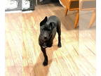 Labrador Retriever Mix DOG FOR ADOPTION RGADN-1339471 - Kahlo - Labrador
