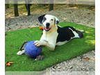 Catahoula Leopard Dog-Great Dane Mix DOG FOR ADOPTION RGADN-1339473 - Spot -