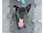 Labrador Retriever Mix DOG FOR ADOPTION RGADN-1339474 - Kane - Foster or Adopt