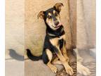 Huskies Mix DOG FOR ADOPTION RGADN-1339479 - Benny Shep #2 - 5664 - Shepherd /