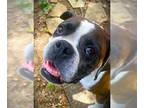 Boxer DOG FOR ADOPTION RGADN-1339486 - Captain Bubby - Boxer Dog For Adoption
