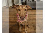 Labrador Retriever Mix DOG FOR ADOPTION RGADN-1339491 - Mango - Labrador