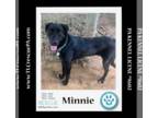 Shepradors DOG FOR ADOPTION RGADN-1339493 - Minnie (Cartoon Cuties) 032324 -