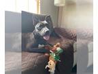 Staffordshire Bull Terrier DOG FOR ADOPTION RGADN-1339510 - BAILEY -
