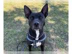 Australian Kelpie Mix DOG FOR ADOPTION RGADN-1339514 - PHOENIX - Australian