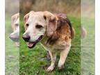 Beagle-Collie Mix DOG FOR ADOPTION RGADN-1339523 - Vito - Collie / Beagle /