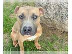 American Pit Bull Terrier DOG FOR ADOPTION RGADN-1339532 - RYKER - Pit Bull