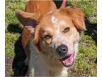 Australian Shepherd-English Shepherd Mix DOG FOR ADOPTION RGADN-1339534 - Dex -