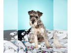 Mix DOG FOR ADOPTION RGADN-1339536 - Monty - Miniature Schnauzer (medium coat)