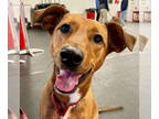 Rat Terrier Mix DOG FOR ADOPTION RGADN-1339540 - Jean - Rat Terrier / Terrier /