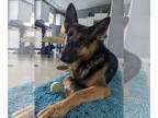 German Shepherd Dog Mix DOG FOR ADOPTION RGADN-1339541 - Bunnie - German