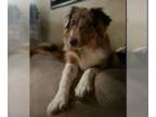 Australian Shepherd DOG FOR ADOPTION RGADN-1339544 - Jenny - Australian Shepherd