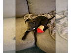 Labrador Retriever Mix DOG FOR ADOPTION RGADN-1339549 - Blossom - Labrador