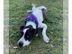 Great Dane Mix DOG FOR ADOPTION RGADN-1339554 - Daisy - Great Dane / Mixed Dog