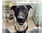 Mountain Cur Mix DOG FOR ADOPTION RGADN-1339555 - Milo - Mountain Cur / Mixed