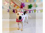 Staffordshire Bull Terrier Mix DOG FOR ADOPTION RGADN-1339556 - Giselle -