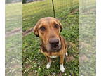 Anatolian Shepherd-Redbone Coonhound Mix DOG FOR ADOPTION RGADN-1339557 - Autumn