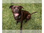 Rottweiler-American Pit Bull Terrier DOG FOR ADOPTION RGADN-1339558 - Ellie -