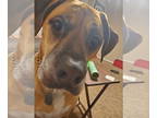 Mastiff Mix DOG FOR ADOPTION RGADN-1339560 - Beau - Mastiff / Mixed (short coat)