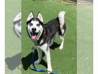 Siberian Husky DOG FOR ADOPTION RGADN-1339566 - WHIMZY - Siberian Husky (medium