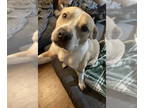 American Pit Bull Terrier DOG FOR ADOPTION RGADN-1339568 - Lucky SC - Pit Bull