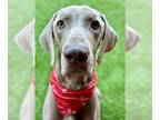 Weimaraner DOG FOR ADOPTION RGADN-1339569 - Arlo - Weimaraner Dog For Adoption