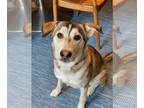 German Shepherd Dog-Siberian Husky Mix DOG FOR ADOPTION RGADN-1339571 - Kippa -