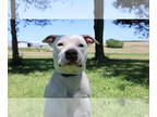 American Staffordshire Terrier DOG FOR ADOPTION RGADN-1339573 - Boyce - American