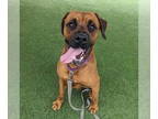 Boxer DOG FOR ADOPTION RGADN-1339578 - *CASSADANO - Boxer (medium coat) Dog For