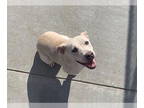 Labrador Retriever Mix DOG FOR ADOPTION RGADN-1339579 - FAITH - Labrador