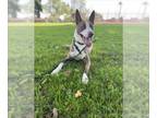 Collie Mix DOG FOR ADOPTION RGADN-1339581 - BAGEL - Collie / Mixed (medium coat)