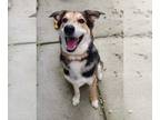 German Shepherd Dog Mix DOG FOR ADOPTION RGADN-1339582 - Merle - Sponsored -
