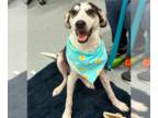 Australian Shepherd Mix DOG FOR ADOPTION RGADN-1339584 - Moose - Australian