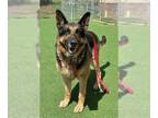 German Shepherd Dog DOG FOR ADOPTION RGADN-1339606 - CHASE - German Shepherd Dog