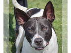 American Staffordshire Terrier Mix DOG FOR ADOPTION RGADN-1339607 - Felix -