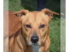 Golden Retriever Mix DOG FOR ADOPTION RGADN-1339608 - Luca - Yellow Labrador