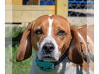 Labbe DOG FOR ADOPTION RGADN-1339623 - Bagel - Beagle / Labrador Retriever /