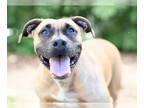 Black Mouth Cur Mix DOG FOR ADOPTION RGADN-1339625 - EEYORE - Black Mouth Cur /