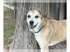 Anatolian Shepherd Mix DOG FOR ADOPTION RGADN-1339626 - ROXANNE - Anatolian