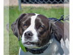 Labbe DOG FOR ADOPTION RGADN-1339627 - Suzie - Beagle / Labrador Retriever /