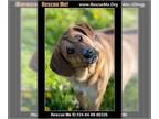 Labrador Retriever-Redbone Coonhound Mix DOG FOR ADOPTION RGADN-1339632 - Hutch